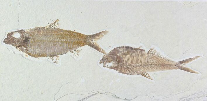 Fossil Fish Plate (Diplomystus & Knightia) - Wyoming #94189
